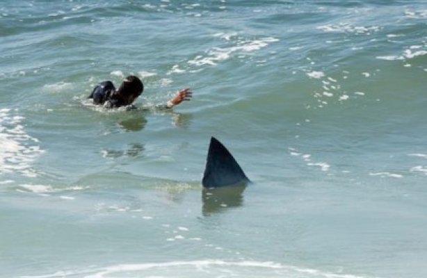 Imagini de groază în Pacific! Un înotător a fost atacat de un rechin